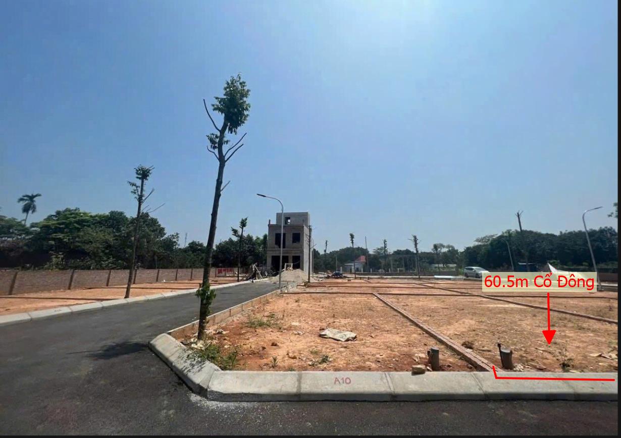 Hình ảnh Bán Lô Đất 62.3m Tại Cổ Đông Sơn Tây Bám Đường Bê Tông Ô Tô Vào Tận Đất Dân Cư Đông Đúc Thân Thiện