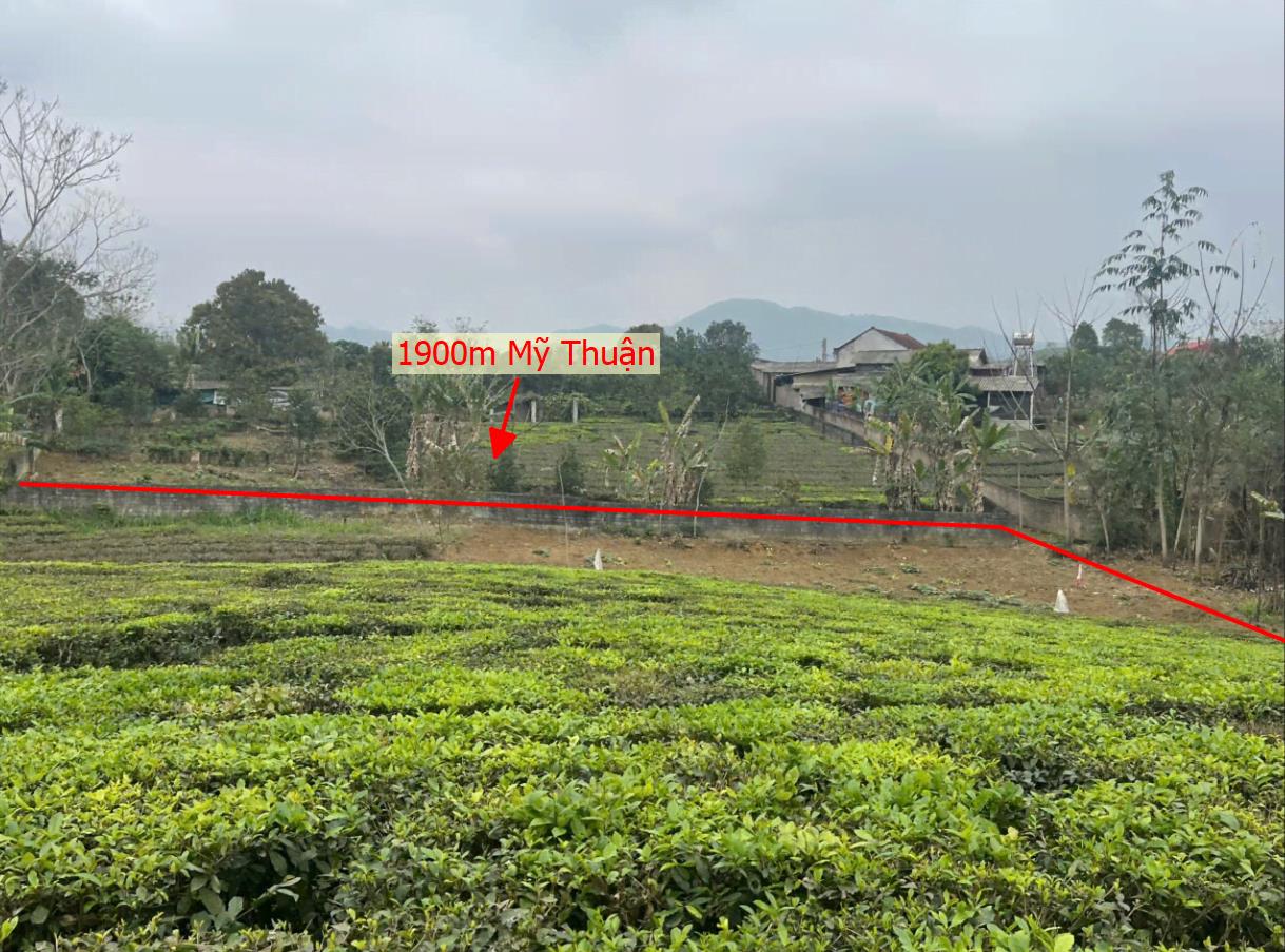 Hình ảnh Bán Lô Đất 1900m Tại Mỹ Thuận Tân Sơn Bám Đường Bê Tông Ô Tô Vào Tận Đất Dân Cư Đông Đúc Gần Chợ Trường Học Ủy Ban