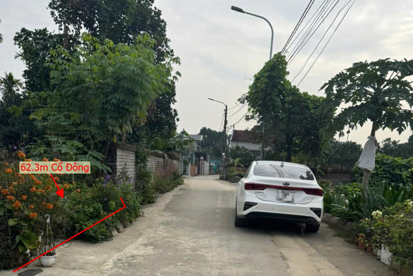 Hình ảnh Bán Lô Đất 62.3m  Tại Cổ Đông Sơn Tây Bám Đường Bê Tông Ô Tô Vào Tận Đất Dân Cư Đông Đúc Thân Thiện Gần Chợ Trường Học Giá Đầu Tư