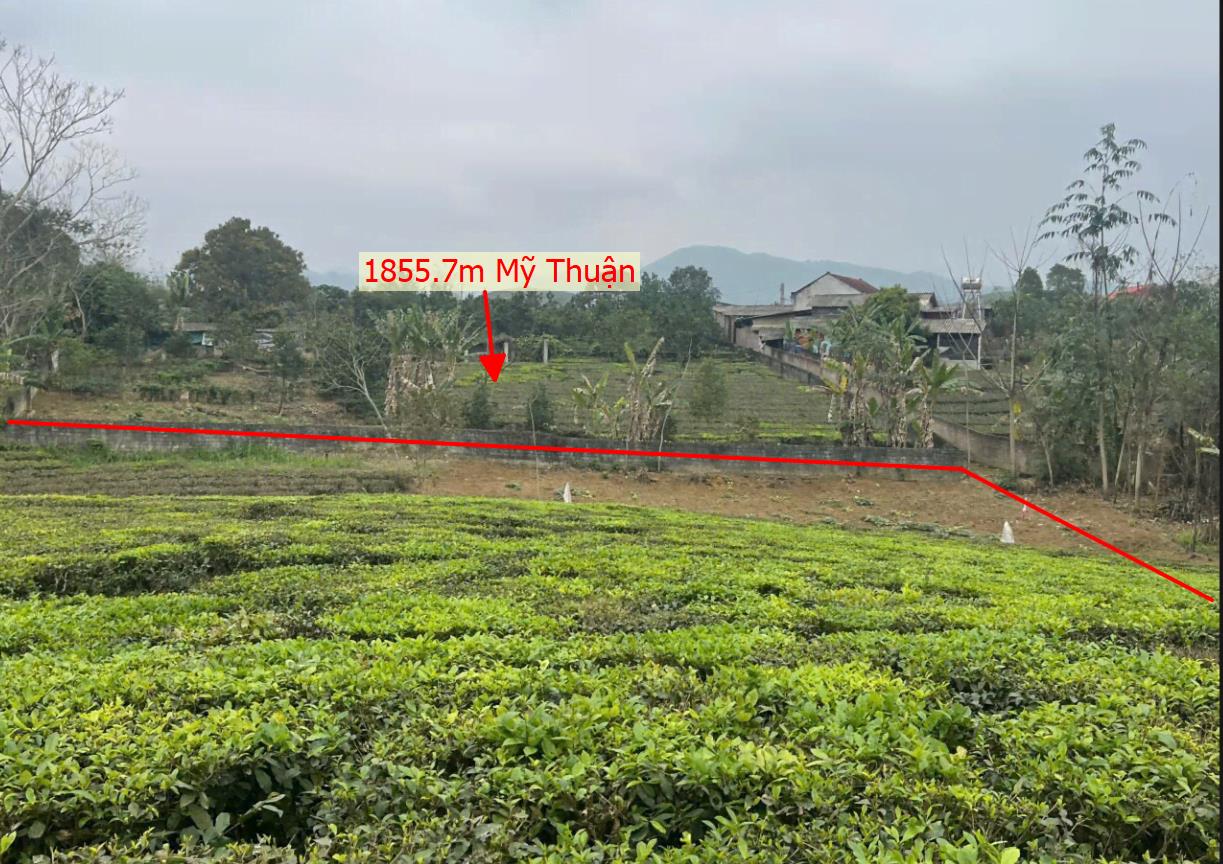 Hình ảnh Bán Lô Đất 1855.7m Mỹ Thuận Tân Sơn Full Đất Vườn Sẵn Vườn Chè  Bám Đường Bê Tông Ô Tô Vào Tận Đất Giá Đầu Tư