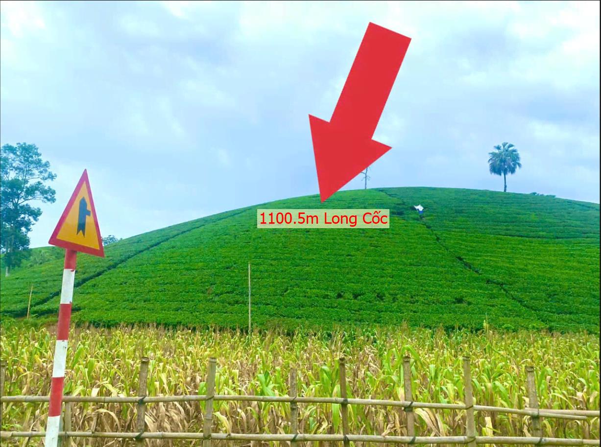 Hình ảnh Bán Lô Đất 1100.5m Tại Long Cốc Tân Sơn Bám Đường Bê Tông Ô Tô Vào Tận Đất View Thoáng Mát Full Cây Trồng Cây Lâu Năm Giá Đầu Tư