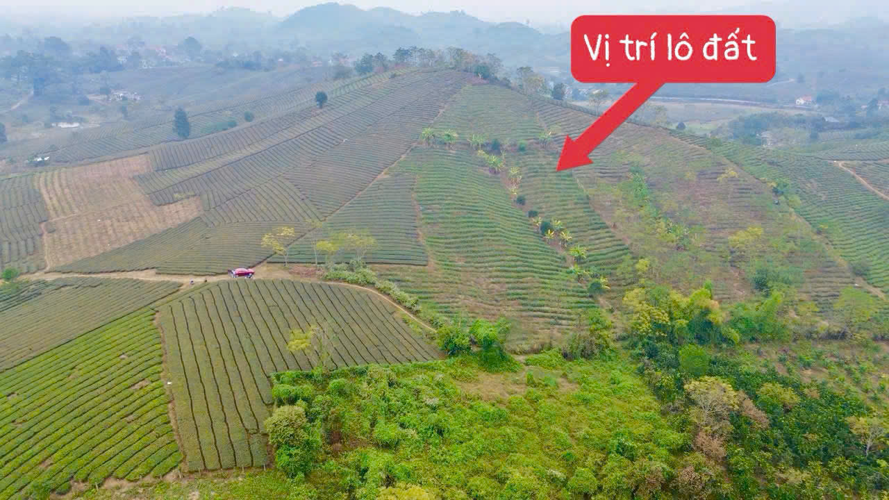 Hình ảnh Bán Thửa Đất 7989.8m Tại Văn Miếu Thanh Oai Phú Thọ Ô Tô Đỗ Tận Đất Sát Tục Chính Liên Xã